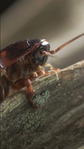 Cockroach: Why Are They Called That