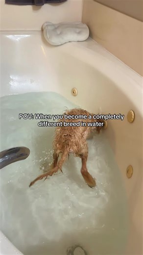When Your Dog Transforms in Water