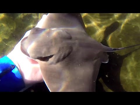 Eagle ray gives birth!