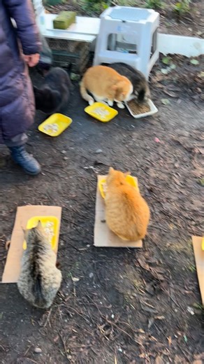 👀 Эйс Вентура 👀 on Instagram: "These wonderful grandmothers live in a small village with a population of no more than 1,000 people. It is located 40 km from a large city. And there are many, many stray cats in this village. Every time I visit, I see these amazing grandmothers. They spend more than half of their pension on feeding the cats. They say that they go outside every day and feed the cats twice a day. I think they feed more than 100 cats per day. It is truly incredible. Let’s try to he