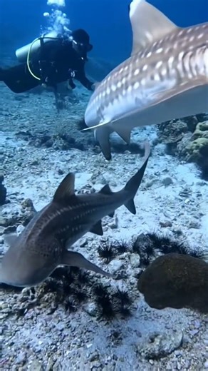 The Shark with an Identity Crisis! 🤔 Is it a Zebra or a Leopard?! 🦓🐆