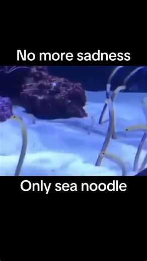 Memes on Instagram: "日本利用压电瓷砖将脚步转化为电能。这些瓷砖捕捉来自你脚步的动能。当你行走时，你的重量和动作会对瓷砖产生压力。瓷砖会轻微弯曲，从而产生机械应力。瓷砖内部的压电材料将这种应力转化为电能。每一步都会产生少量电荷，而数百万步结合在一起就能产生足够的电力来驱动 LED 灯、数字显示屏和传感器。在像涩谷车站这样繁忙的地方，每天大约有 240 万个脚步为这一系统作出贡献。这些电能可以被储存或立即使用，从而减少对传统电力来源的依赖，并支持可持续的城市基础设施。这种方法将日常运动转化为实用的可再生能源 #日本 #知识 #事实 #你知道吗 #推荐 #科技 #创新 #历史 #技术 #实验 #热门"