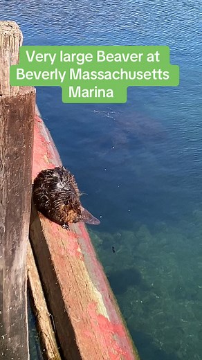 Very Large beaver at Beverly Massachusetts Marina | Wildlife of the WU