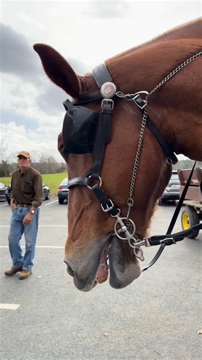 Clip-clop season has officially begun. 🐎 The Fireplace Feast isn’t just dinner — it’s an experience. Bundle up and enjoy a carriage ride this season! | Salem Cross Inn