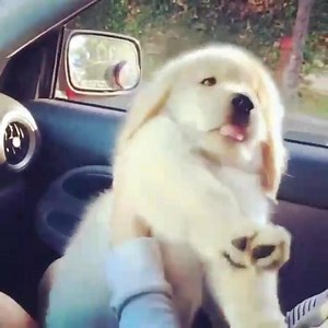 When it's Saturday and you're just high on life!! 😄😄😄 | Tail Lovers Company