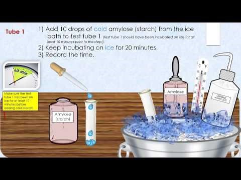 AMYLASE ENZYME BIOLOGY LAB - DIGESTION OF STARCH INTO SIMPLE SUGARS