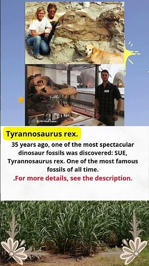 One of the largest, best-preserved, and most complete T. rex fossils ever found
