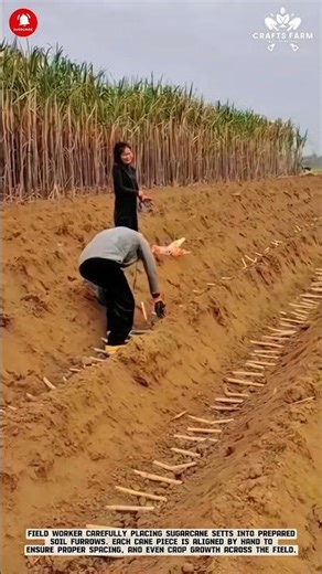 Sugarcane Planting Rows: Manual Setts Placement for Strong Field Establishment #smartfarming