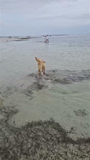 labrador dog in the beach. 🐕🐕‍🦺 #dog
