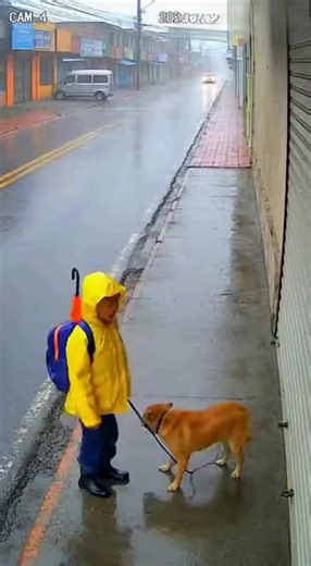 Puppy Love: Heartwarming Moments with a Young Boy