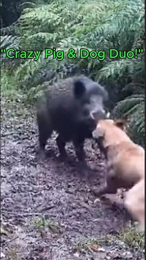 When dog meets pig - chaos or friendship? #dogvspig #wildlife #viral #short