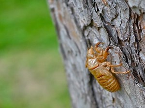 Will Eating 17-Year Cicadas Make Ohio Pets Sick?