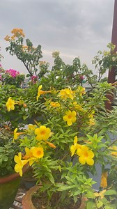 75K views · 1.5K reactions | My Allamanda is blooming at its...