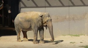 The Elephant Wore Tennis Shoes