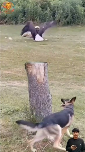 Aksi lucu Antara Anjing Dan Tupai,Elang Dan Rubah #trending #shorts #animals #wildlife #dog #eagles