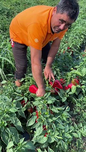 Agriculture in Romania: Tonton F1 Insights