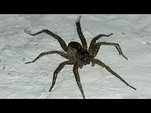Wolf spider size with speed | wolf spider full video | big size wolf spider