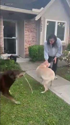 NASA astronaut reunites with dogs after 9 months in space