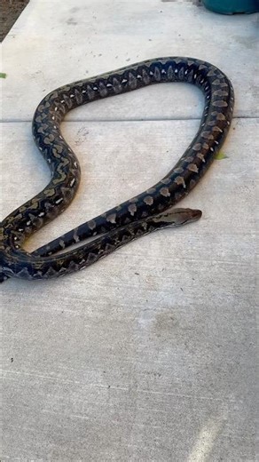 A very gravid looking python 🥚 #superdwarf #gchogs