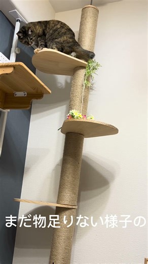 まだまだ悪戯盛りの猫がこちら #おもしろ猫動画 #かわいい猫動画 #みんな猫になれたらいいのに