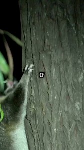 2.7K views · 26 reactions | #Didyouknow #possum #animalfacts | Amazing Videos | Facebook