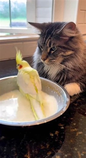 163K views · 3.3K reactions | Funny Version: Parrot Mistook Cat’s Milk for a Bath Tub  #ParrotChaos #MilkBathFail #CatMilkDisaster #parrot #cat #funny | Lucky Pup X | Facebook