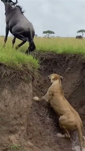 “Lioness Attack… But the Wildebeest Fights Back! (part 2)