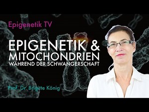 Mitochondrien während Schwangerschaft mit Prof. Dr. Brigitte König