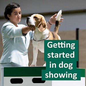Are you thinking of getting started in dog showing? Here are Charlotte-Louise and Alex to take you through all of the things you need to know... 🐩🎥🙌 Learn more about dog showing on our website: https://bit.ly/2OUhY78 | Royal Kennel Club
