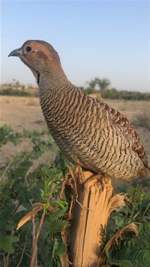 Desi Teetar in Natural Habitat 🐦 | Beautiful Village Wildlife Short