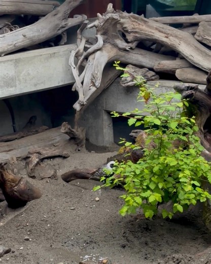 Black-bellied plover singing during breeding season. 🎥: Senior Animal Care Specialist Taylor | Seattle Aquarium
