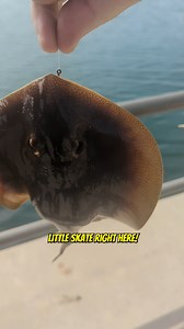 Did you know this about the Skate fish? Join “Your Saltwater Guide” today with 400 howto videos showing and teaching you the ways of Saltwater Fishing including an active fishing community posting fish reports for Southern California every day on my mobile app! Join in on the action! Your Saltwater Guide App Available Now on the App Store & Google Play Store! Your Saltwater Guide is Sponsored by Okuma Fishing USA. #skatefish #skate #fish #fishing #socal #sportfishing #longbeach #longbeachharbor 