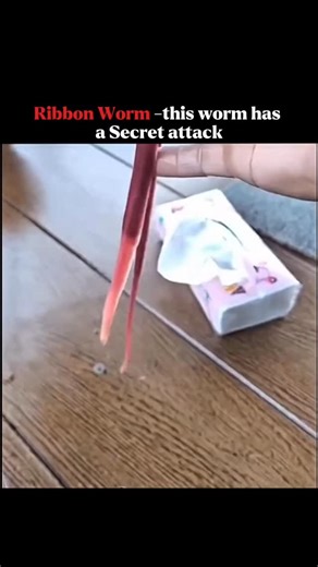 Mind Flux on Instagram: "A fascinating hunting method used by ribbon worms. These worms have a special organ called a proboscis, which they can quickly and forcefully extend to catch their prey. This action is described as a "secret attack" because it is sudden and can be quite surprising. The proboscis may also be toxic, adding to its effectiveness as a hunting tool. Although it's not literally secret, this method is unique and makes ribbon worms impressive predators despite their small size."