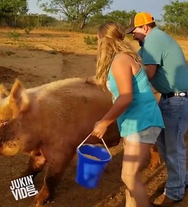 686K views · 5.7K shares | WTF...THAT'S A BIG PIG!!!!  | This is Happening | Facebook