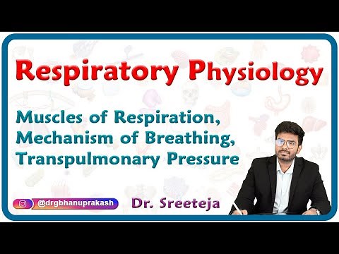 Muscles of respiration, Mechanism of breathing, Transpulmonary pressure : Physiology USMLE Step 1