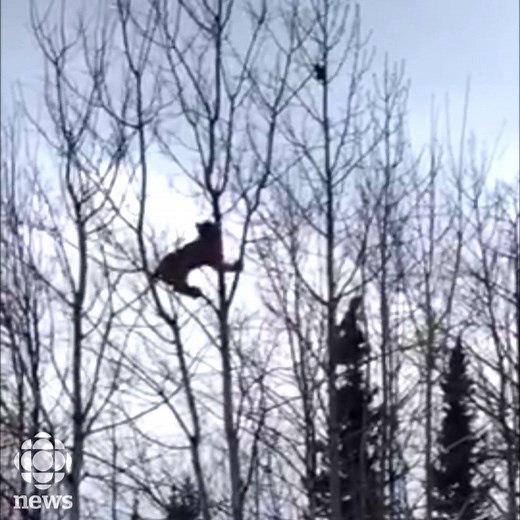 529K views · 5.8K reactions | It's not quite a game of cat and mouse,...