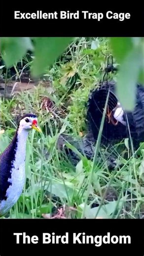 Unbelievable Bird Trap! Effective Bird Trap Cage #Shorts