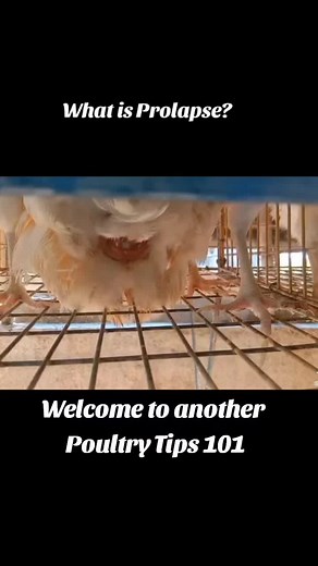 Ken Shin Anne on TikTok