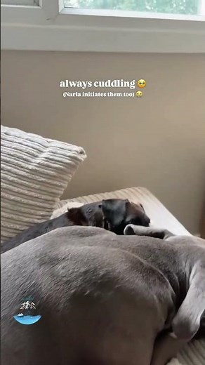 Sweet Cuddles Between a Weimaraner & Greyhound Mix | Mommy’s Adorable Dogs Bonding Time