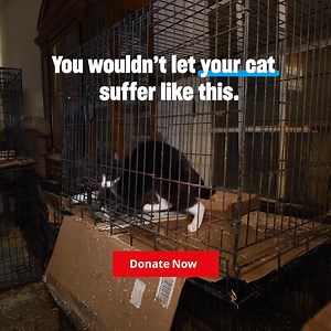 As a cat lover, you know how special they are. But there are many cats, who have been abandoned, neglected or even sold for their meat. You can change that. By becoming a monthly donor, you’ll help: ➡️ Rescue cats (and so many others) from cruelty and neglect. ➡️ Drive permanent change. ➡️ Provide emergency care. 🆘 When you donate, you’ll join a global movement, helping cats and other animals across the world. Donating monthly is the best way to help animals in desperate need of rescue and prot