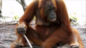 40 reactions · 4 comments | Despite considerable research on the behavior of orangutans, much about them is still a mystery. Therefore, research on orangutans is still ongoing. In this clip, an adult female orangutan in the Lamandau Wildlife Reserve is diligently digging the ground using a tree branch to make a small hole. Her hands and feet are just as reliable as holding the twig. Fascinating to watch! | Orangutan Foundation | Facebook