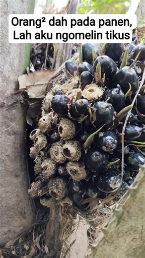Pusing aku wak dibuat tikus nih😄 #sawit