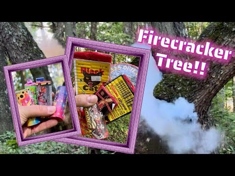 Lighting Firecrackers At The FIRECRACKER TREE!!