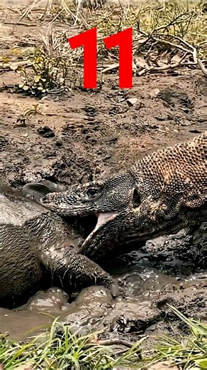 The Pig’s Bitter End #animals #wildlife