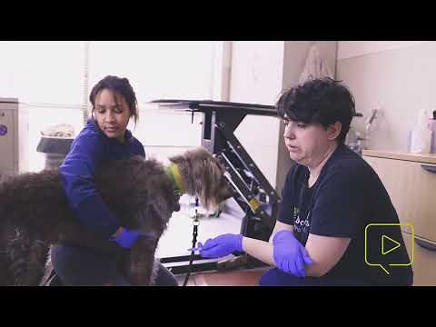Administering Rabies Vaccine to a Dog