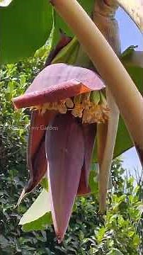 Banana tree growth stages