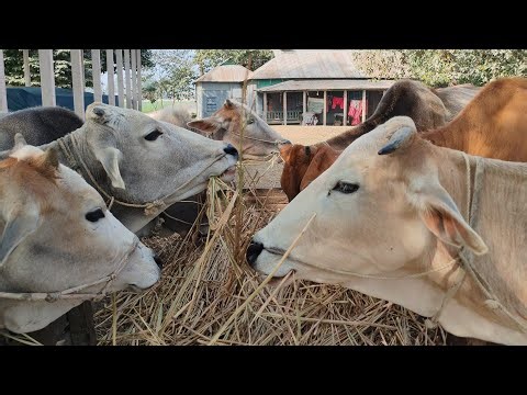 Relaxing Farm Life | Cow Eating Hay Peacefully