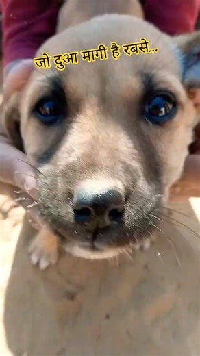 cute baby dog 🐕🐕🐶 #viral #funny #dogs #cute #pets #shorts #reels #ytshorts #love #trending #coco #yt