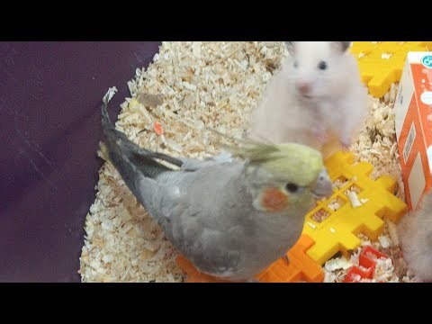 Wow, come see what my Dutch bride Coco is doing with these three hamsters.