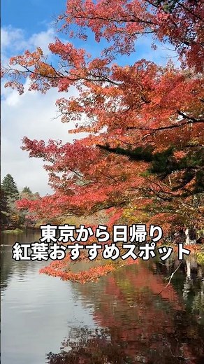 【紅葉】東京日帰りおすすめスポット！「軽井沢の雲場池」#shorts #紅葉 #紅葉スポット #紅葉の名所 #紅葉狩り #軽井沢旅行